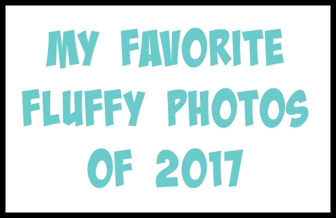 I took a look back at all the photos I took of the fluffies in 2017. Here are my top ten favorite photos!