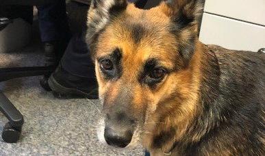 dog(заглавная)