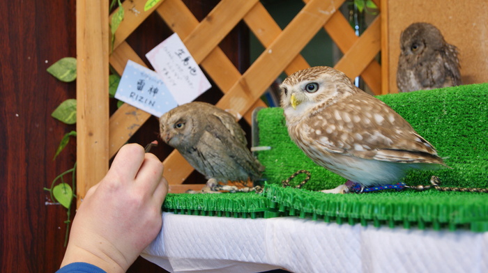 Немного фотографий из Японии Немного фотографий из Японии заграница,страны,туризм