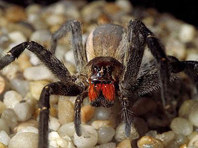 Бразильский странствующий паук — представитель Книги рекордов Гиннеса