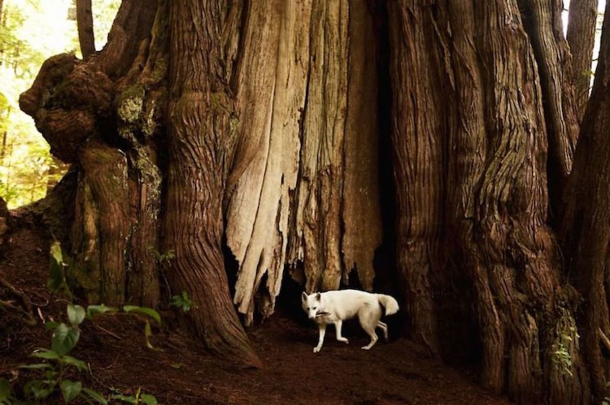 Мертвое животное среди деревьев. Мертвое животное среди деревьев. Мертвое животное среди деревьев. Дикие звери в природе. Найденные животные в лесах.