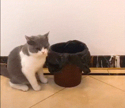 С этими хохотушками вы на 100% отдохнёте от всех забот! Смотрим! С этими хохотушками вы на 100% отдохнёте от всех забот! Смотрим! позитив