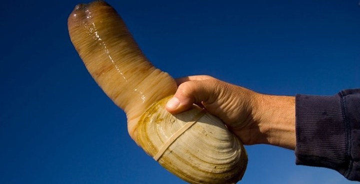 брюхоногий моллюск гуидак 