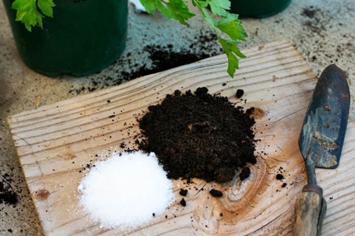Как правильно использовать английскую соль в саду: Советы для новичков и не только растения, английской, растений, почвы, магния, использовать, питательных, содержит, является, чтобы, веществ, более, удобрения, может, почве, следует, микроэлементы, Английская, будет, уровень