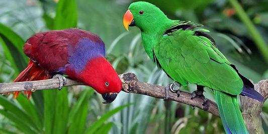 Попугай — яркая экзотическая птица. Сколько видов попугаев существует в мире?