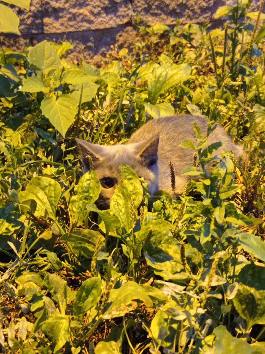 Кошка сама пришла и попросила помощи