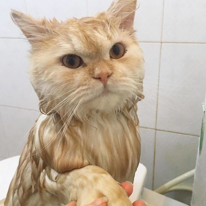 Кот, который обожает принимать душ