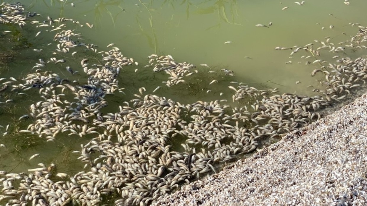 Экологи выясняют причину массовой гибели рыбы в реке Туяляс в Башкирии