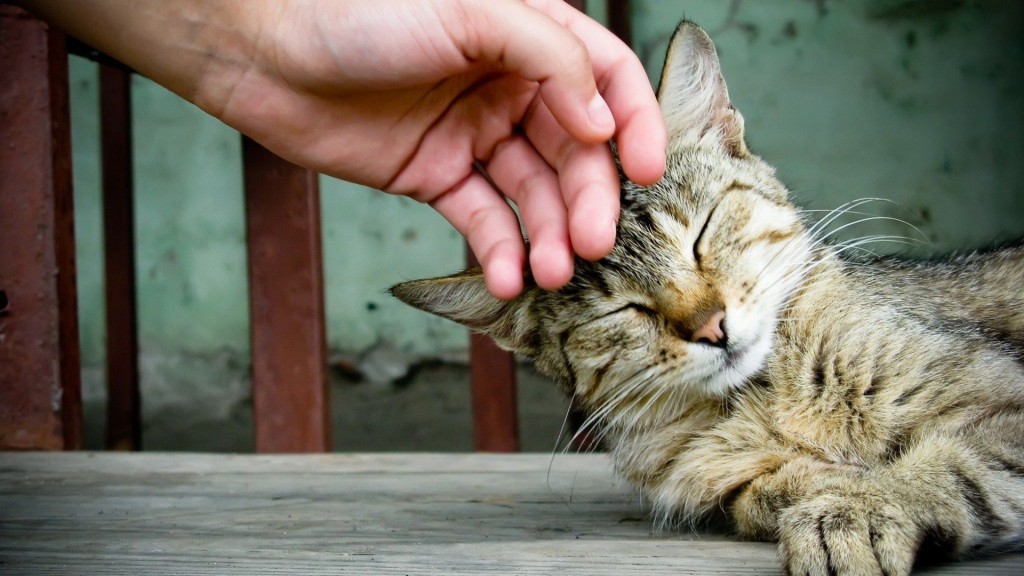 «Котики - это не только ценный мех» или пять причин, почему завести кота жизненно необходимо