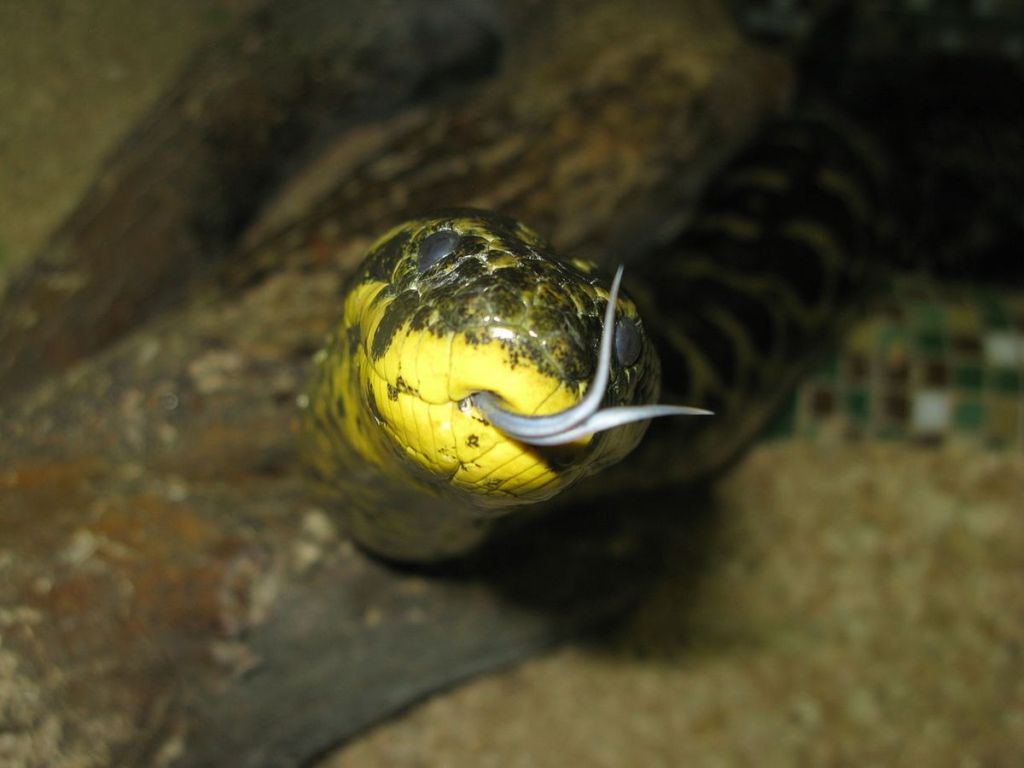 Анаконда, или гигантская анаконда, или обыкновенная анаконда, или зелёная анаконда (лат. Eunectes murinus)