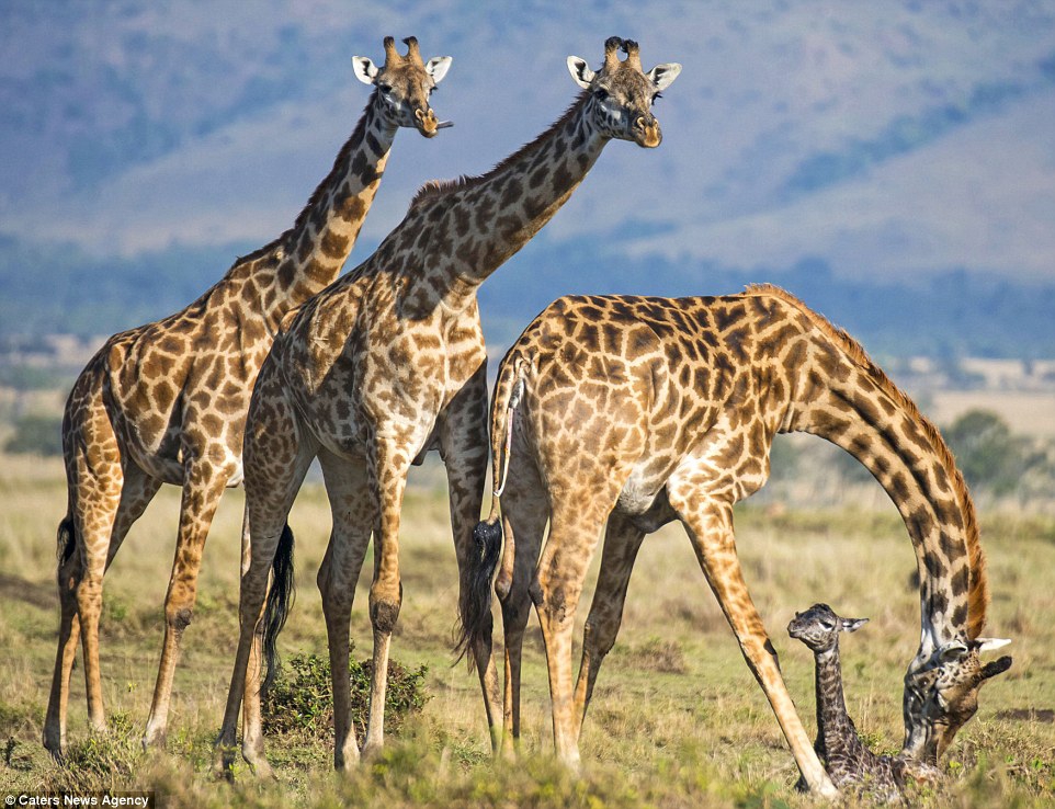 Появление на свет жирафа живность, роды, фото