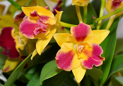 Каттлея (Cattleya) Каттлея (Cattleya)