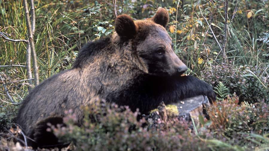 В Магаданской области пенсионерка отбилась от медведя камнями
