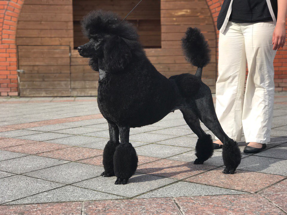 Алексей решил выяснить соответствует ли изображенная на фотографии собака породы пудель