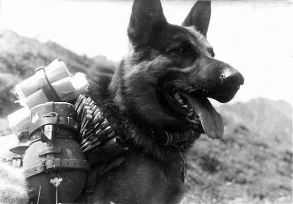 «Собачья атака»: как 150 служебных псов остановили наступление фашистов история