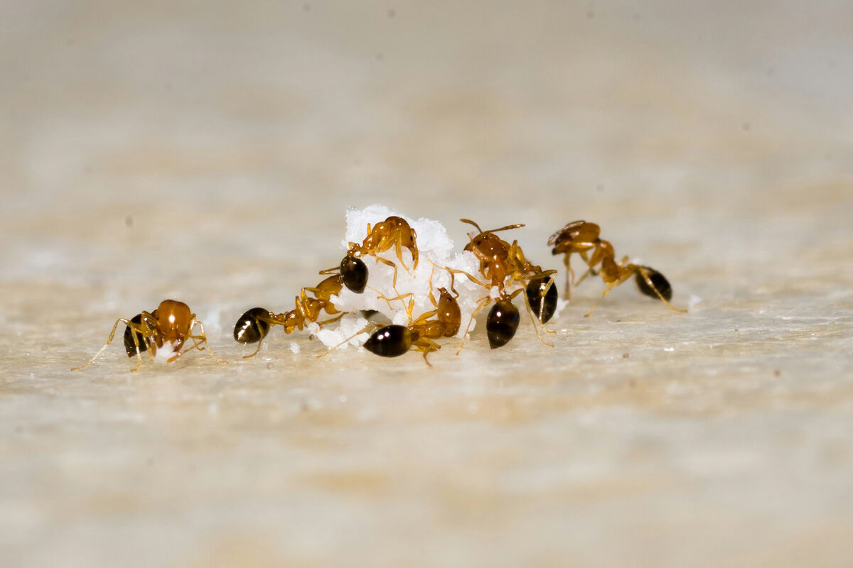 Биолог Хряпин: отравленные приманки помогут избавиться от муравьев на даче