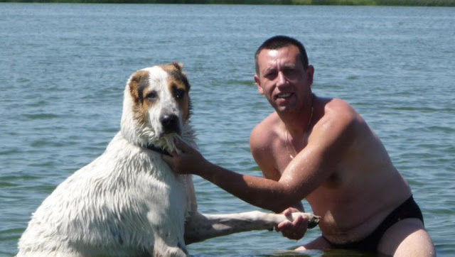 Алабай у воды