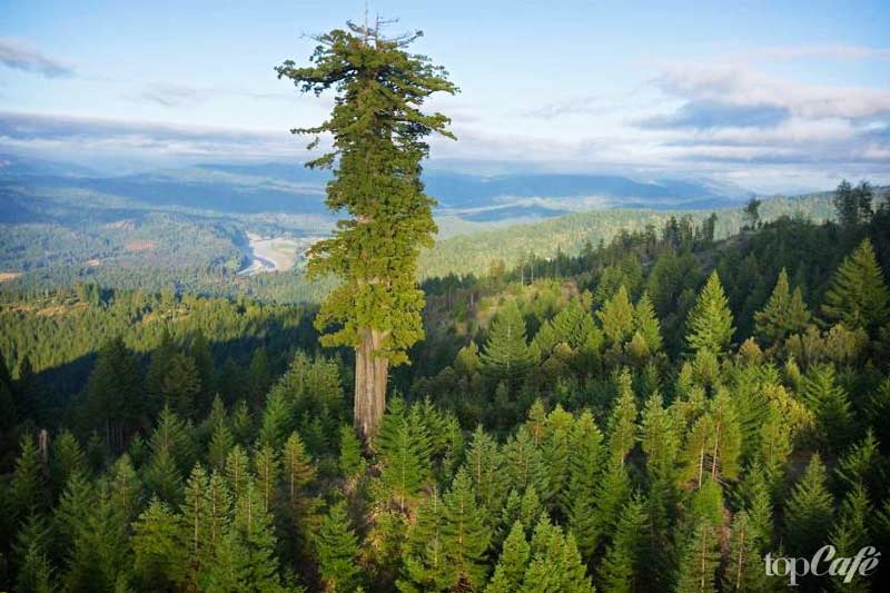 Самая высокая секвойя - одна из самых высоких вещей в мире