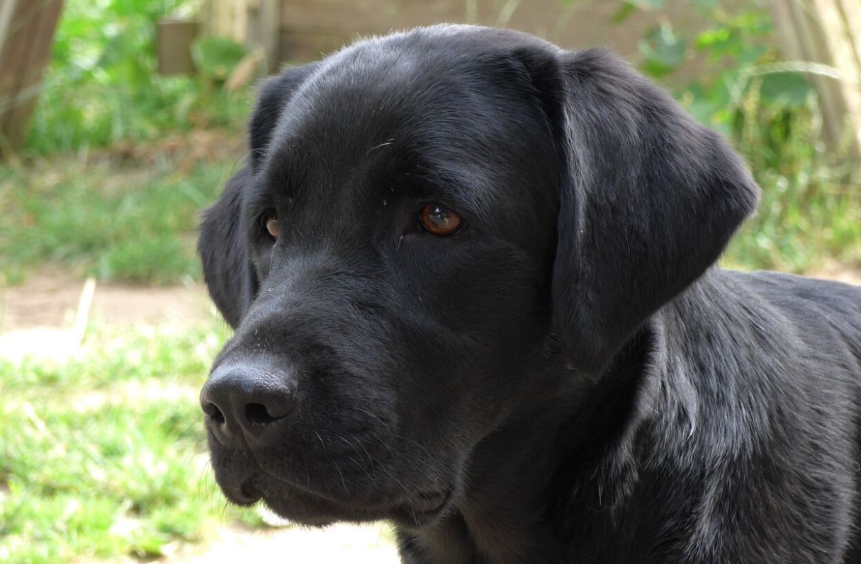 В музеи Москвы будут пускать с домашними животными - свежие новости на Toplenta по теме Четыре