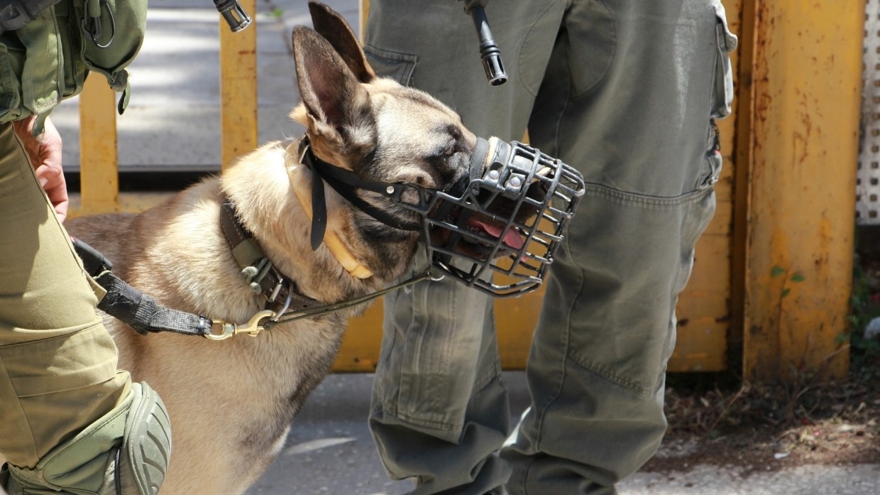 Собака помогла полицейским раскрыть кражу автозапчастей в Хабаровском крае
