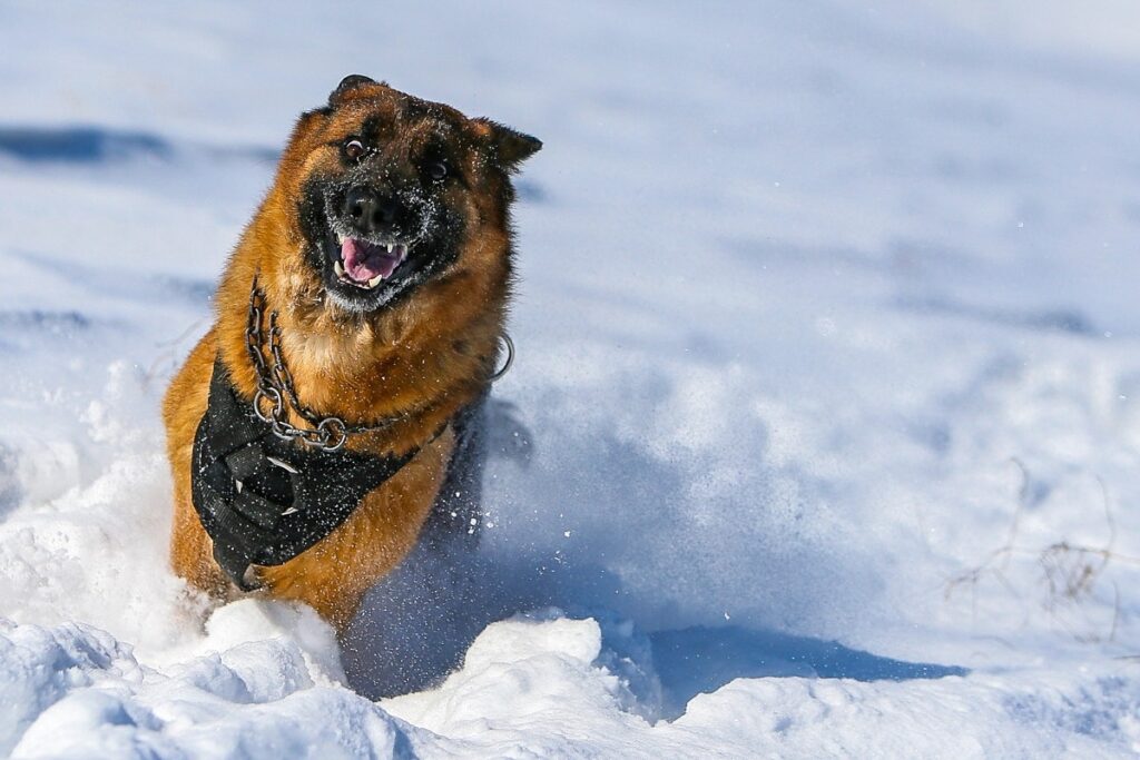 Спокойная прогулка: как мягко отучить собаку лаять на прохожих