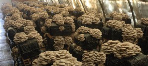 как выращивают грибы вешенки в промышленных масштабах
