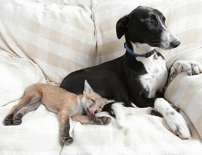 28 (5) (700x537, 182Kb)