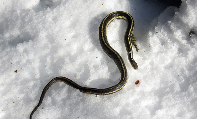 Как живут зимой змеи под снегом