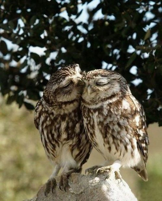 29 (5) (564x700, 255Kb)