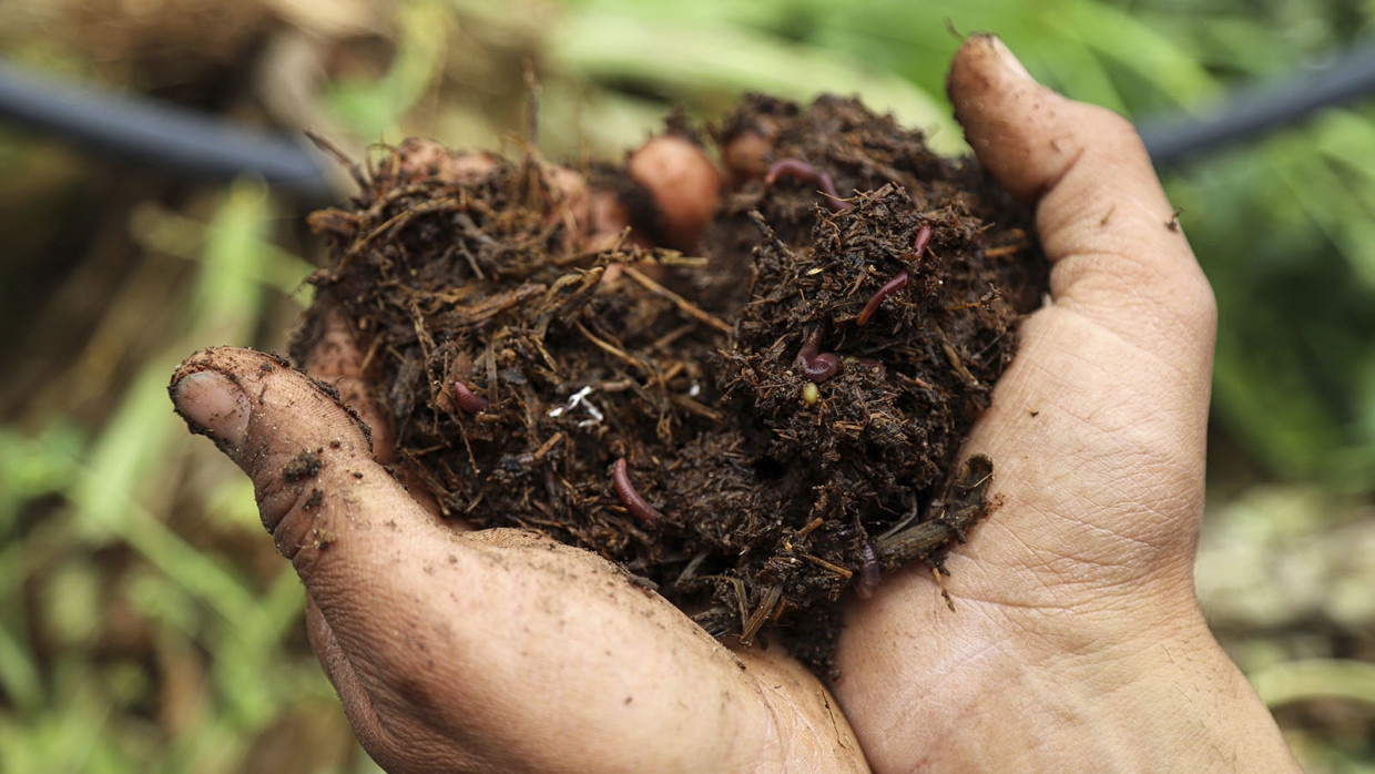 Дачникам перечислили шесть досадных ошибок при приготовлении компоста Общество
