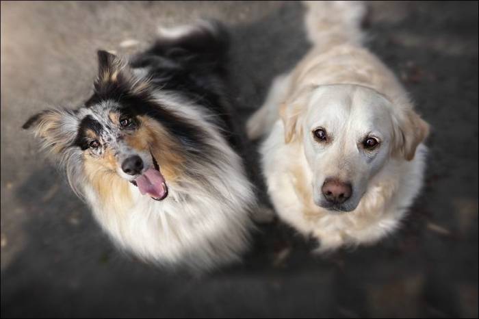 Красивые фотографии о дружбе собак (26 фото)