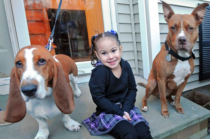 When A Fox Grabbed A 4 Year Old Angelis And Tried To Drag Her, The Family Dogs, Callie And Abby, Were Quick To React And Chase Away The Wild Animal, Saving Their Little Owner