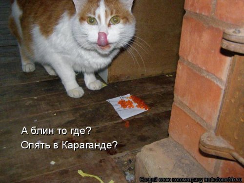 Новая котоматрица  