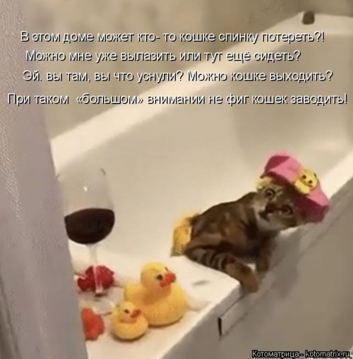 Свежая котоматрица для всех Свежая котоматрица для всех смешные картинки