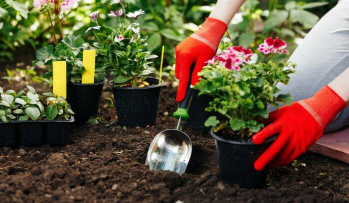 Как правильно использовать английскую соль в саду: Советы для новичков и не только растения, английской, растений, почвы, магния, использовать, питательных, содержит, является, чтобы, веществ, более, удобрения, может, почве, следует, микроэлементы, Английская, будет, уровень