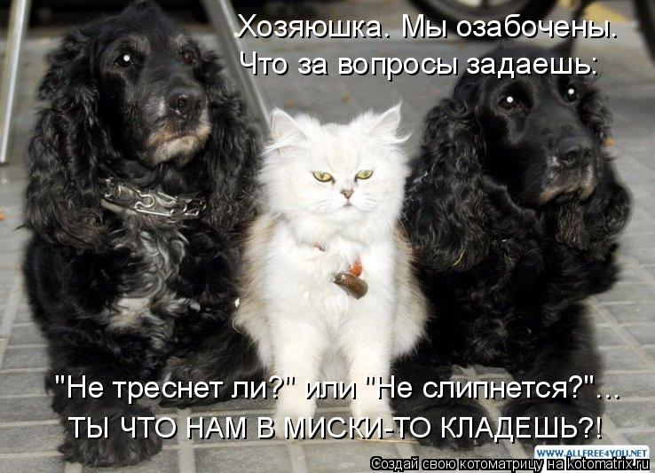 Котоматрица: Хозяюшка. Мы озабочены. Что за вопросы задаешь: "Не треснет ли?" или "Не слипнется?"... ТЫ ЧТО НАМ В МИСКИ-ТО КЛАДЕШЬ?!