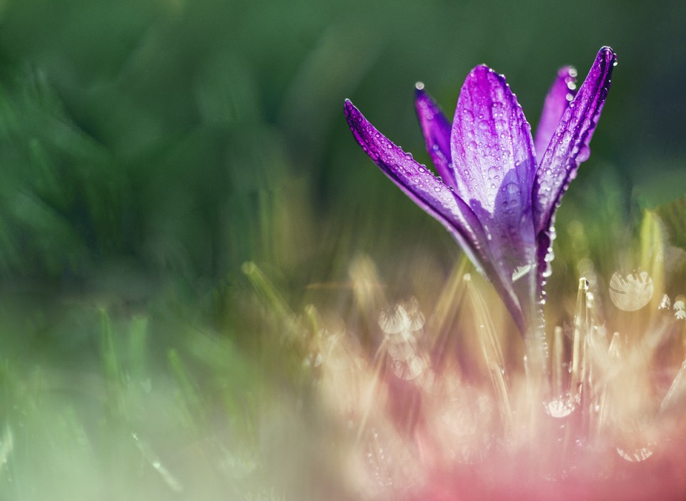 Тает зима, убегая в леса ручейками... Март – это зыбкая несмелая нежность… Тает зима, убегая в леса ручейками... Март – это зыбкая несмелая нежность… природа