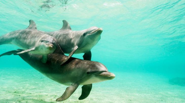 Позитивные фотографии веселых дельфинов 