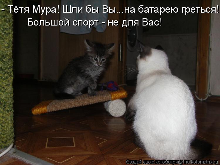 Котоматрица: - Тётя Мура! Шли бы Вы...на батарею греться! Большой спорт - не для Вас!