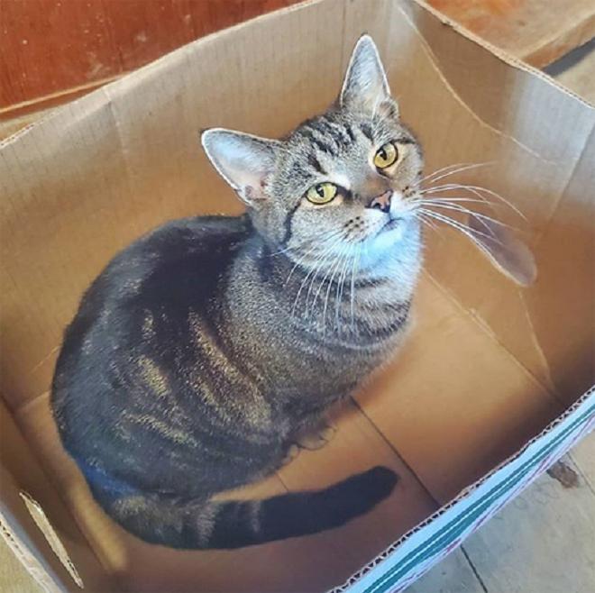 Кошка сидит