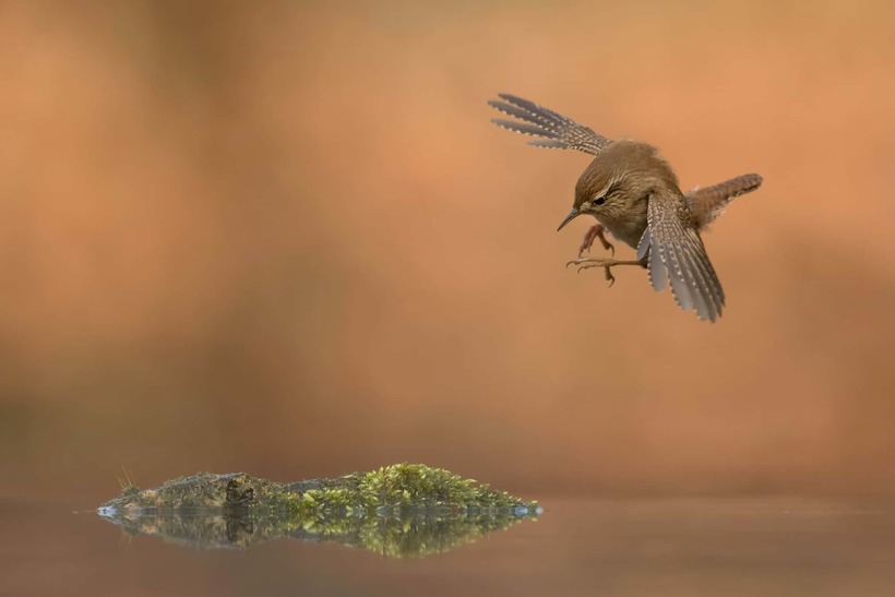 Лучшие фотографии птиц с конкурса Bird Photographer of the Year