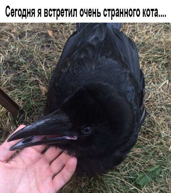 Первым, что бросилось Сереге в глаза, был кот. И последним демотиваторы,животные,позитив,Смешные животные,юмор