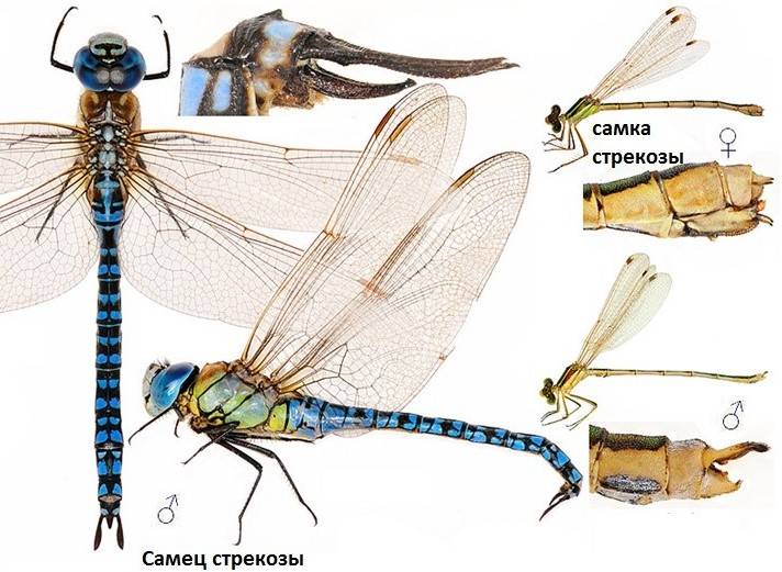Как рождается стрекоза