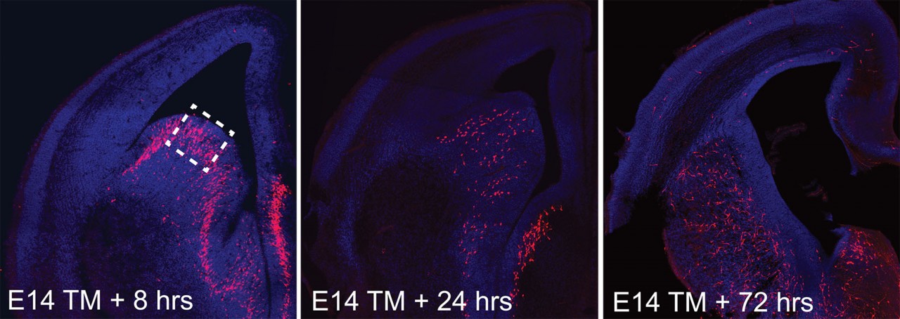 Эти изображения получены на 14, 15 и 17 день развития эмбриона. На них видно, как формируется матричная часть полосатого тела. Видно, как подсвеченные красным нейроны постепенно мигрируют в центр