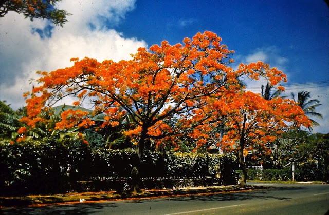 Потрясающие, солнечные и почти девственные Гавайи на фото 1950-х Гавайях, когда, географии, захолустье, которое, начало, стремительно, превращаться, Гавайи, фотографии, сделал, американский, военный, Александр, Капетто, служивший, курортЭти, 1950е, конце, архаики