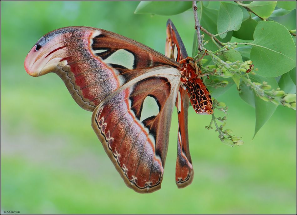 Attacus Atlas бабочка