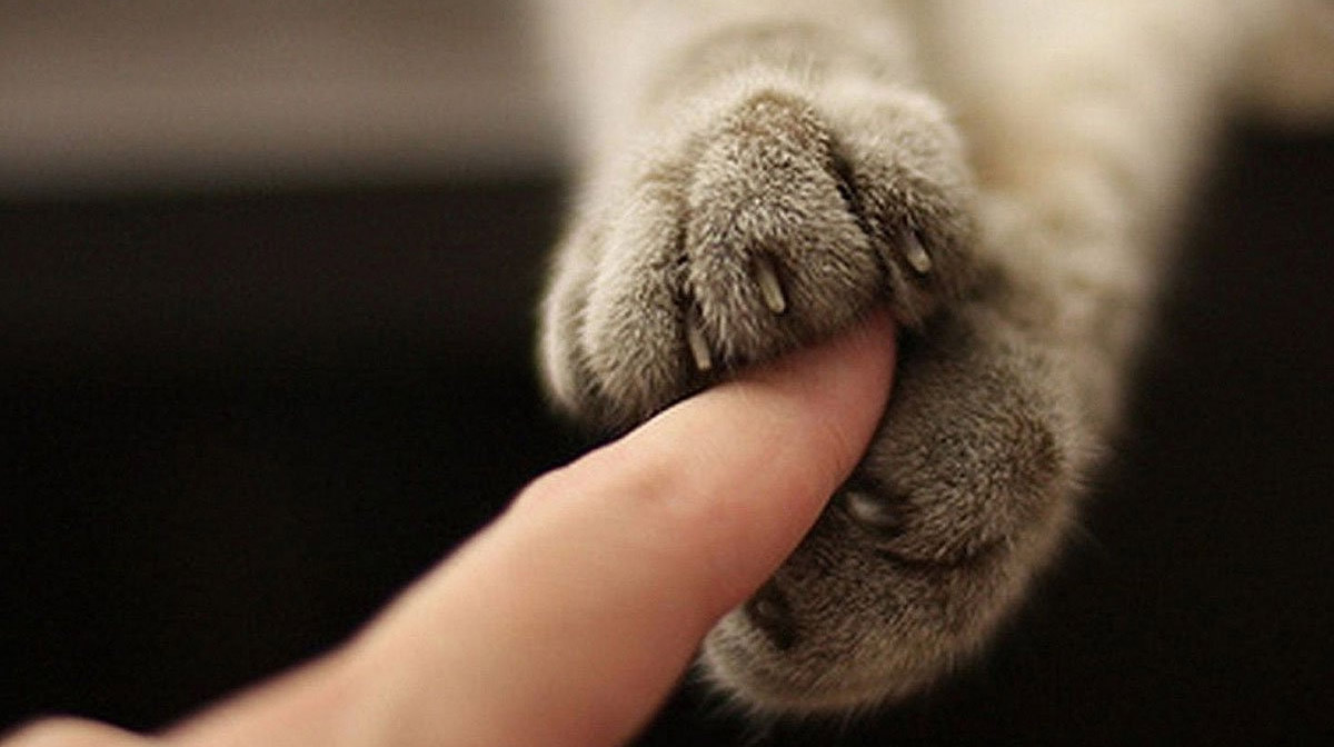 «Котики - это не только ценный мех» или пять причин, почему завести кота жизненно необходимо