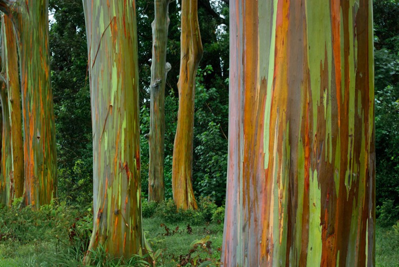Деревья, которые хотят, чтобы их сфотографировали деревья, фото