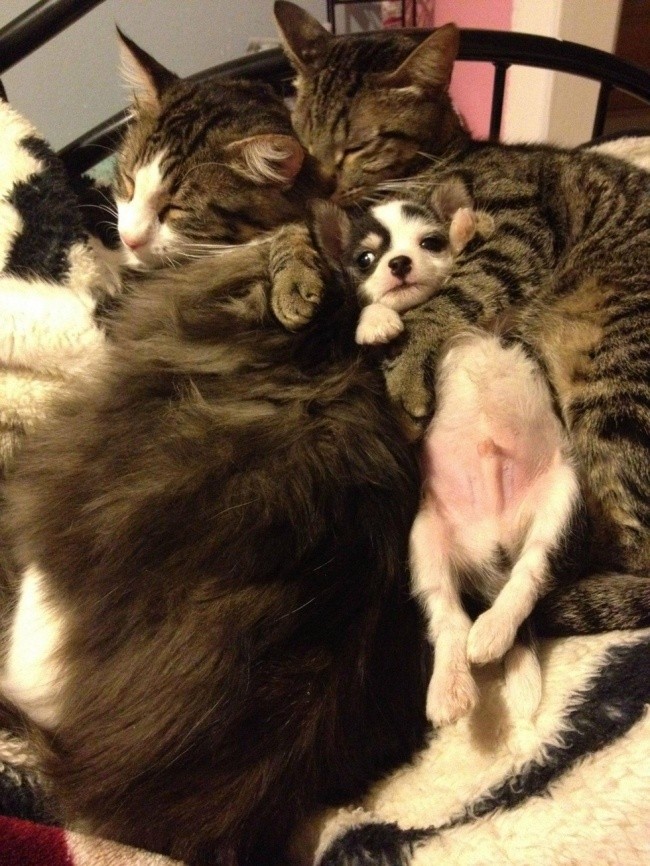 catslovedogs05