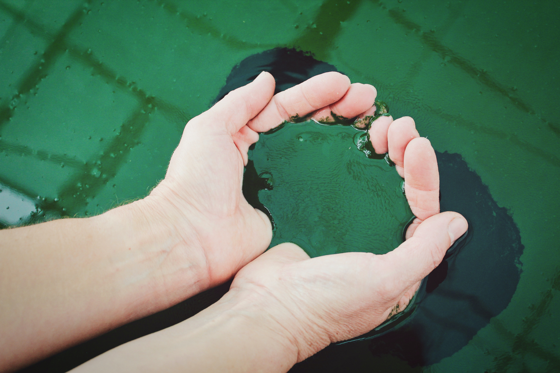 Спирулина — продукт с наивысшим содержанием белка на планете